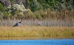 Extreme Weather and Estuaries image